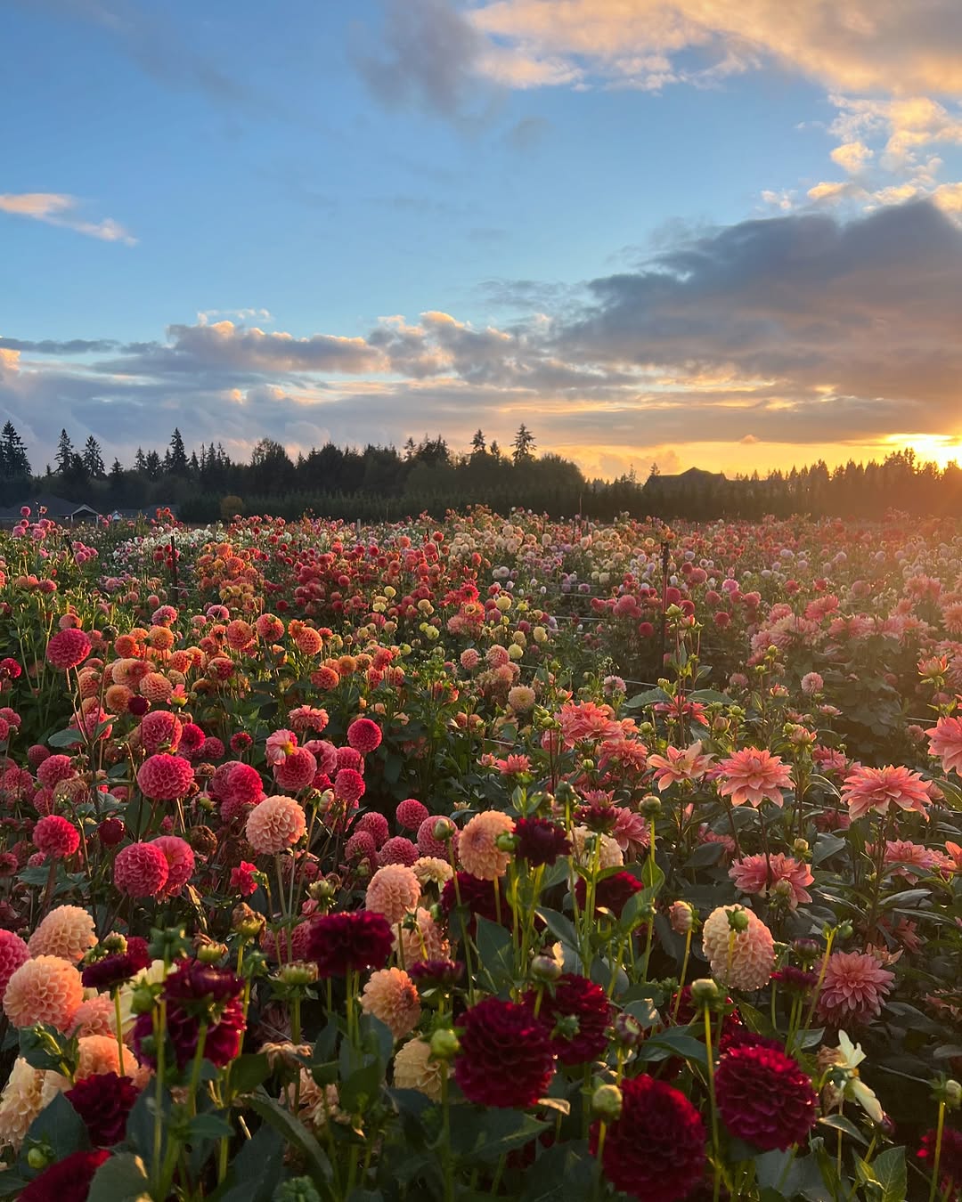 Buy Varieties of Flower Seeds (Pack of 100) + Get FREE Plant Growth Supplement