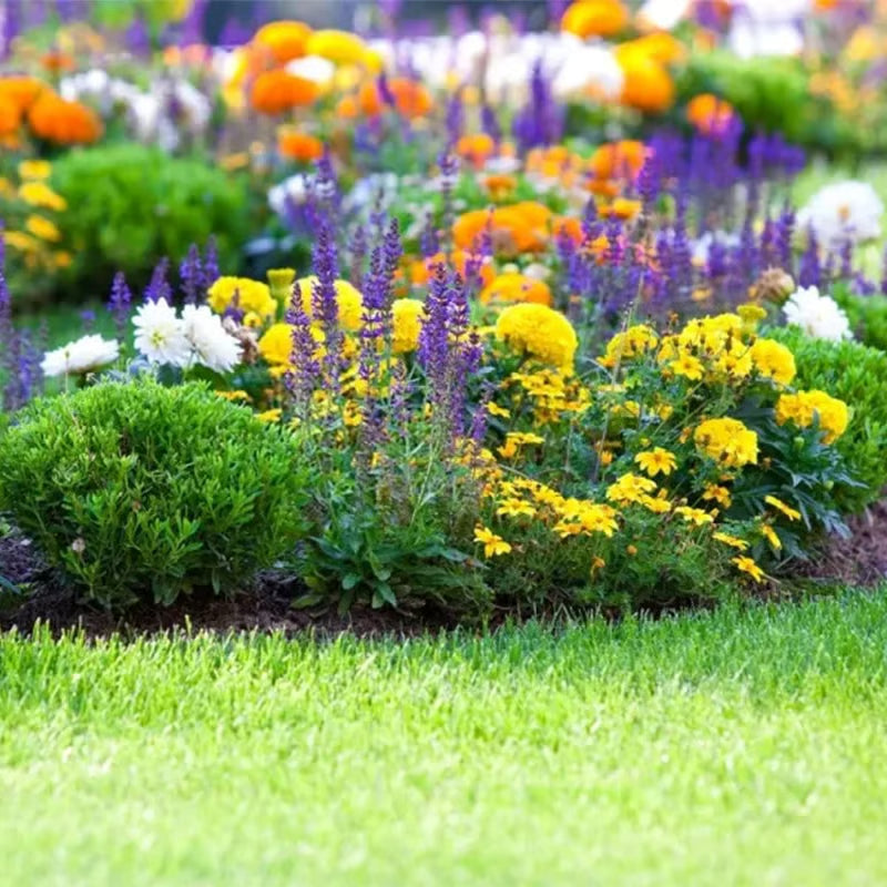 Buy Varieties of Flower Seeds (Pack of 100) + Get FREE Plant Growth Supplement