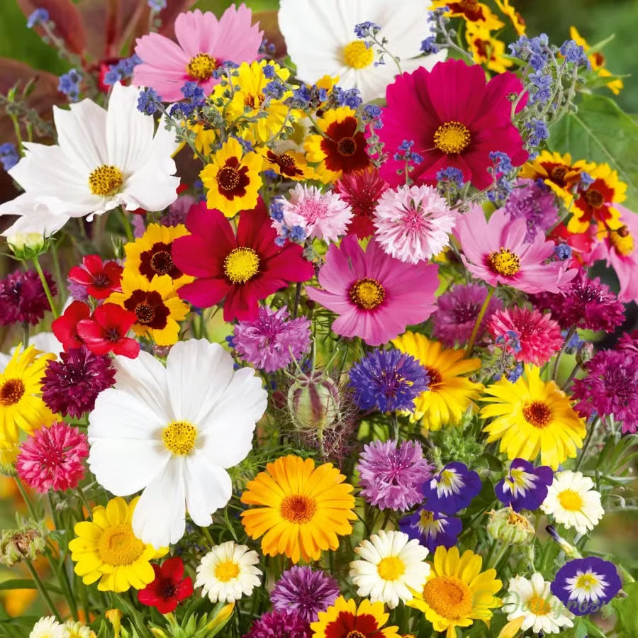Buy Varieties of Flower Seeds (Pack of 100) + Get FREE Plant Growth Supplement