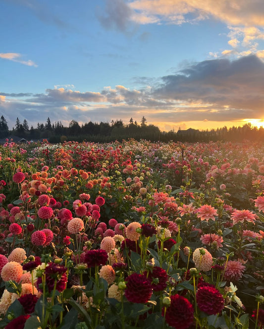 Buy Varieties of Flower Seeds (Pack of 100) + Get FREE Plant Growth Supplement